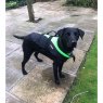 Baltic Dog & Pet Buoyancy Aid - Mascot